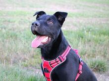 TIA, Hund, Flat Coated Retriever-Shar-Pei-Mix in Büren - Bild 5