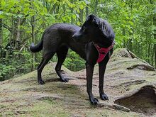 TIA, Hund, Flat Coated Retriever-Shar-Pei-Mix in Büren - Bild 6