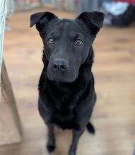 TIA, Hund, Flat Coated Retriever-Shar-Pei-Mix in Büren - Bild 7
