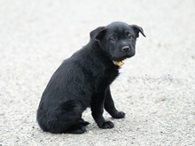 TIA, Hund, Flat Coated Retriever-Shar-Pei-Mix in Büren - Bild 9