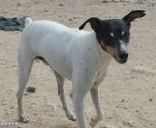 CHARLIE, Hund, Bodeguero Andaluz in Spanien - Bild 1