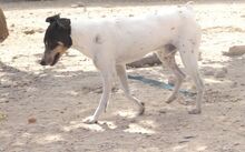 CHARLIE, Hund, Bodeguero Andaluz in Spanien - Bild 2