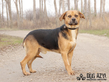 ROGER, Hund, Mischlingshund in Slowakische Republik - Bild 2