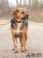 ROGER, Hund, Mischlingshund in Slowakische Republik - Bild 3
