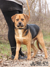 ROGER, Hund, Mischlingshund in Slowakische Republik - Bild 4