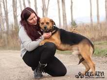 ROGER, Hund, Mischlingshund in Slowakische Republik - Bild 5
