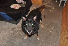 ROMI, Hund, Mischlingshund in Rumänien - Bild 1