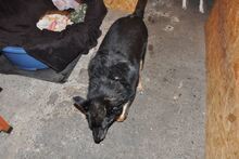 ROMI, Hund, Mischlingshund in Rumänien - Bild 8