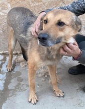 JURI, Hund, Mischlingshund in Rumänien - Bild 12