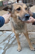 JURI, Hund, Mischlingshund in Rumänien - Bild 13