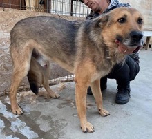 JURI, Hund, Mischlingshund in Rumänien - Bild 19
