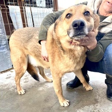 JURI, Hund, Mischlingshund in Rumänien - Bild 21