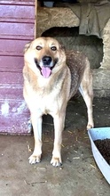 JURI, Hund, Mischlingshund in Rumänien - Bild 22