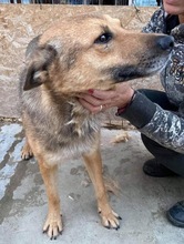 JURI, Hund, Mischlingshund in Rumänien - Bild 23