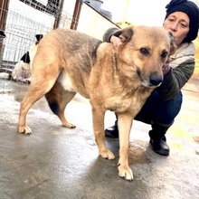 JURI, Hund, Mischlingshund in Rumänien - Bild 24