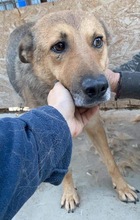 JURI, Hund, Mischlingshund in Rumänien - Bild 25