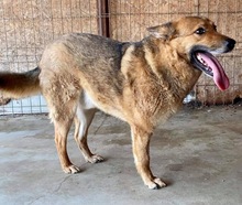 JURI, Hund, Mischlingshund in Rumänien - Bild 26