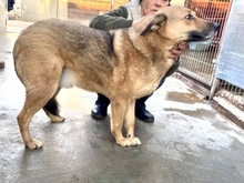 JURI, Hund, Mischlingshund in Rumänien - Bild 27