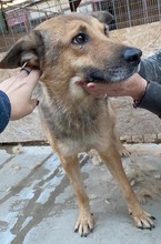 JURI, Hund, Mischlingshund in Rumänien - Bild 28