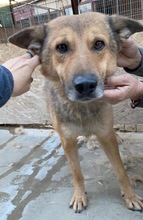 JURI, Hund, Mischlingshund in Rumänien - Bild 29