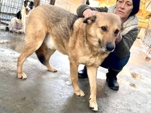 JURI, Hund, Mischlingshund in Rumänien - Bild 30