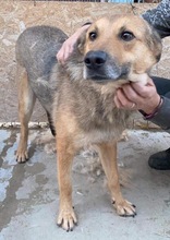 JURI, Hund, Mischlingshund in Rumänien - Bild 31