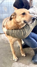 JURI, Hund, Mischlingshund in Rumänien - Bild 32