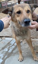 JURI, Hund, Mischlingshund in Rumänien - Bild 33