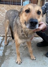 JURI, Hund, Mischlingshund in Rumänien - Bild 36