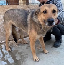 JURI, Hund, Mischlingshund in Rumänien - Bild 39