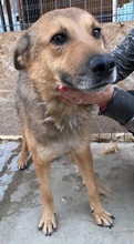 JURI, Hund, Mischlingshund in Rumänien - Bild 43