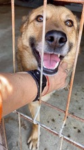 JURI, Hund, Mischlingshund in Rumänien - Bild 6