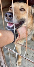 JURI, Hund, Mischlingshund in Rumänien - Bild 7
