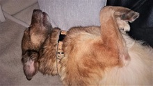 MIRKO, Hund, Mischlingshund in Wissen - Bild 6