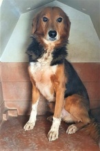 TWIST, Hund, Mischlingshund in Italien - Bild 10