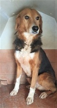 TWIST, Hund, Mischlingshund in Italien - Bild 11