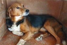 TWIST, Hund, Mischlingshund in Italien - Bild 12