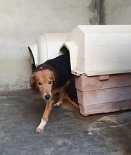 TWIST, Hund, Mischlingshund in Italien - Bild 13