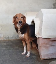 TWIST, Hund, Mischlingshund in Italien - Bild 15