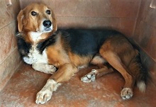 TWIST, Hund, Mischlingshund in Italien - Bild 4
