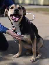 VALENTIN, Hund, Mischlingshund in Ungarn - Bild 1