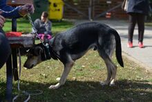VALENTIN, Hund, Mischlingshund in Ungarn - Bild 2