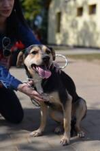VALENTIN, Hund, Mischlingshund in Ungarn - Bild 3