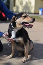 VALENTIN, Hund, Mischlingshund in Ungarn - Bild 4