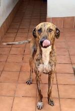 JASIR, Hund, Podenco-Bardino-Mix in Spanien - Bild 2