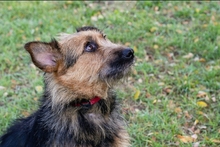 NOLA, Hund, Terrier-Mix in Kroatien - Bild 3