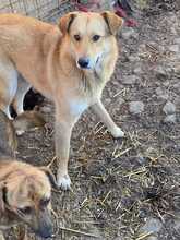ISABELLA, Hund, Mischlingshund in Rumänien - Bild 2