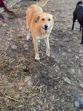 ISABELLA, Hund, Mischlingshund in Rumänien - Bild 3