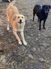 ISABELLA, Hund, Mischlingshund in Rumänien - Bild 4