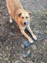 ISABELLA, Hund, Mischlingshund in Rumänien - Bild 5